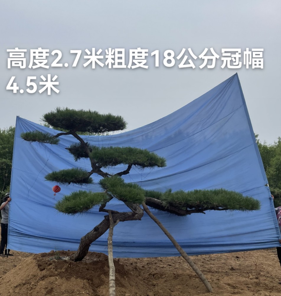 造型迎客松